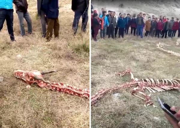 В Китае все чаще видят странных существ